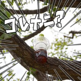 所沢駅西口 もくず液 ムクドリ